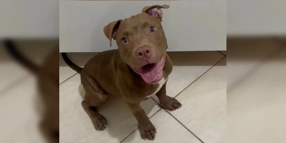 Cão já soma mais de 2,4 milhões de visualizações mensais