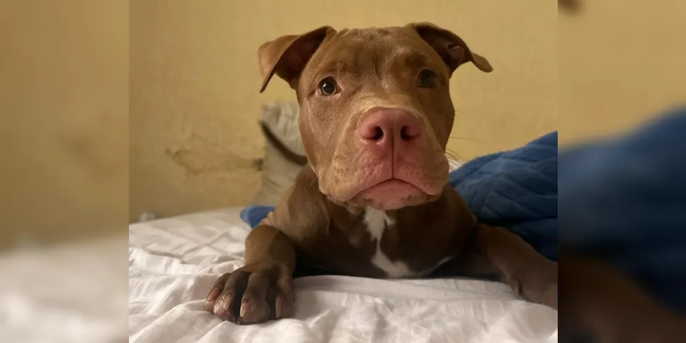 Brownie, de apenas 5 meses