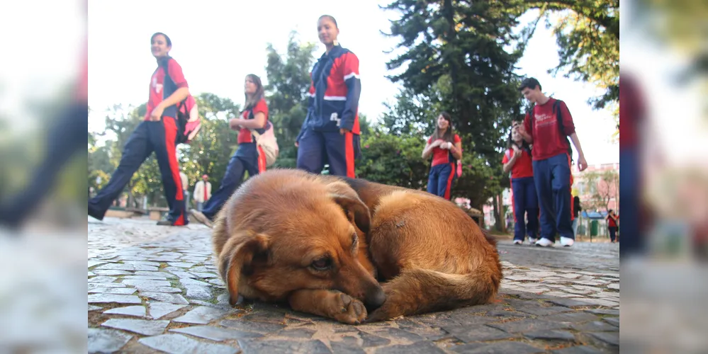 Ainda que as iniciativas de políticas públicas sejam destacadas, Ponta Grossa, assim como todo o país, vive um momento de atenção à pauta da causa animal