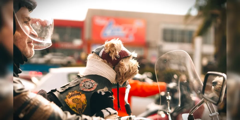 'Festival Rota 01' é recomendado para todos os públicos