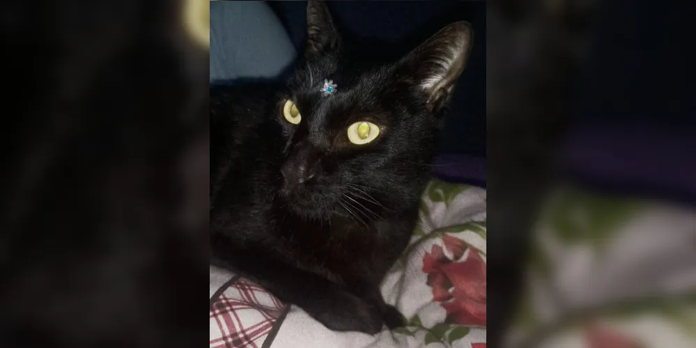 O gato chamado de 'Nego' estava com a família há mais de nove anos