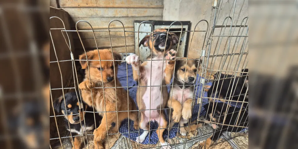 Na foto enviada pela ONG S.O.S Bichos, filhotes de cachorros são cuidados pela equipe.
