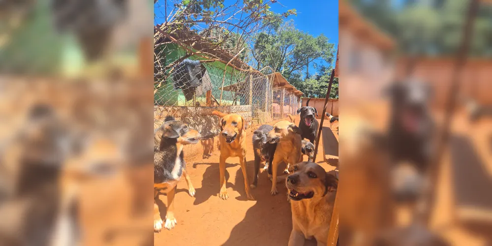 No momento de produção desta reportagem, Claudete estava organizando um novo bazar para arrecadação de recursos para a ONG.