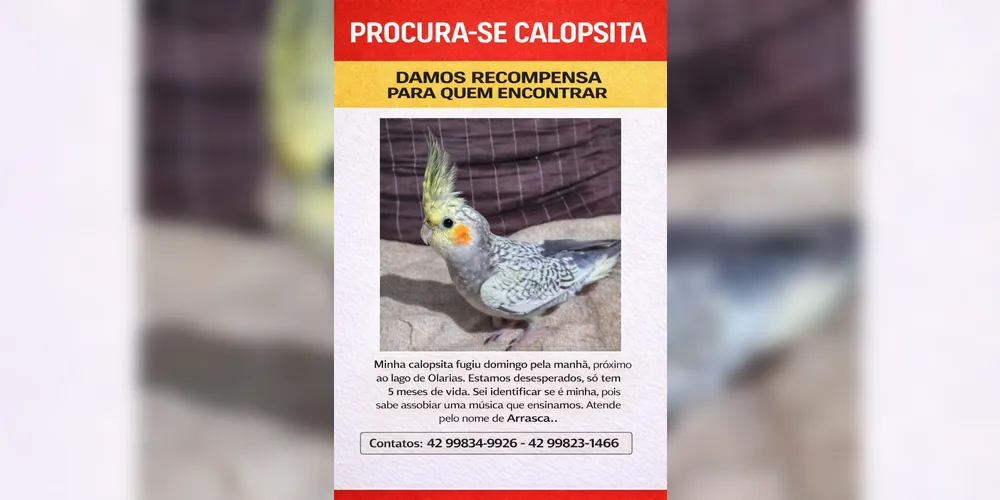 Imagem ilustrativa da imagem Família procura por calopsita desaparecida no Lago de Olarias em PG