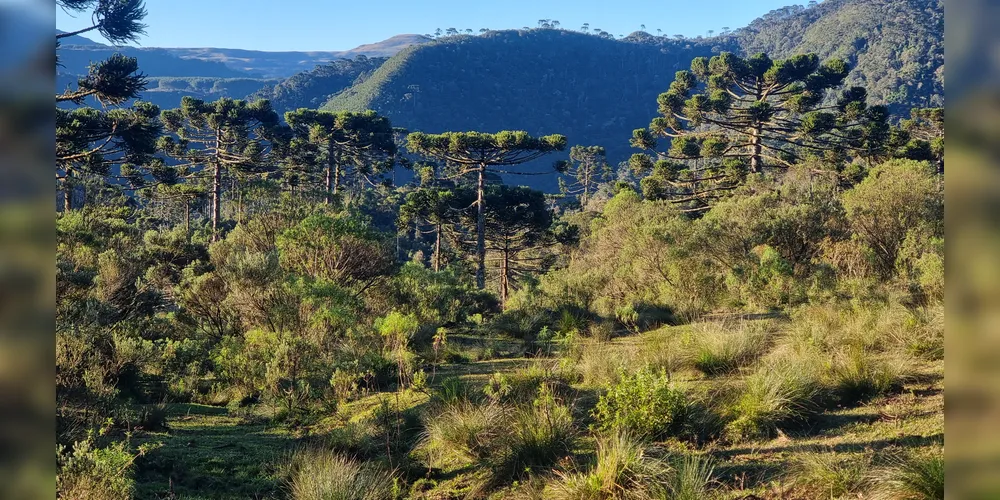 A Tetra Pak participa de ações de preservação ambiental, como o projeto Conservador das Araucárias, em Santa Catarina