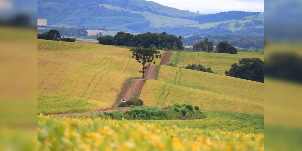 Campo de sementes de soja em Ortigueira, nos Campos Gerais