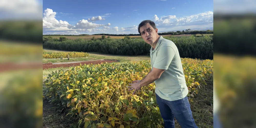 Imagem ilustrativa da imagem Estudos sobre solo e manejo da UEPG impulsionam a produção no agronegócio