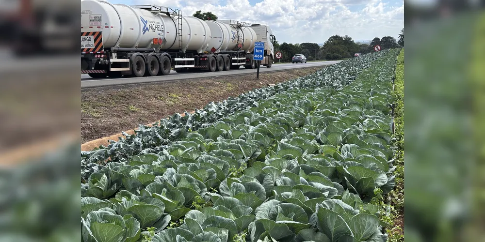 Projetos como o Programa Municipal de Aquisição de Alimentos Direto do Agricultor Familiar e o Programa Empreendedor Rural fomentam o setor em Ponta Grossa.
