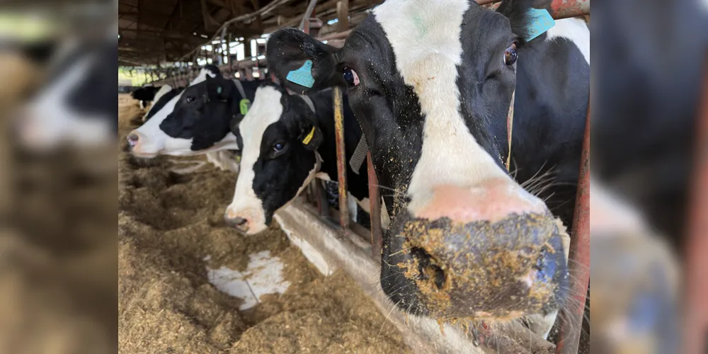 O colar faz o monitoramento contínuo do comportamento das vacas.