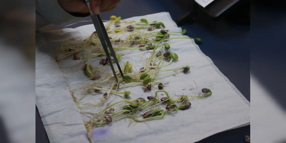 Um dos testes de desempenho das sementes é a análise de germinação