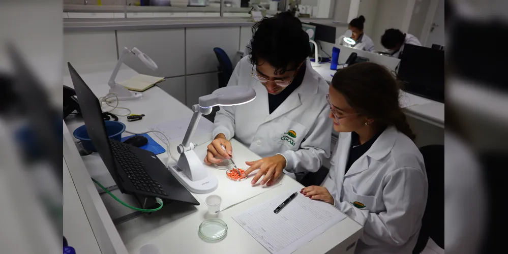 As sementes passam por criteriosos testes no Laboratório de Análises de Sementes (LAS), da Cocari