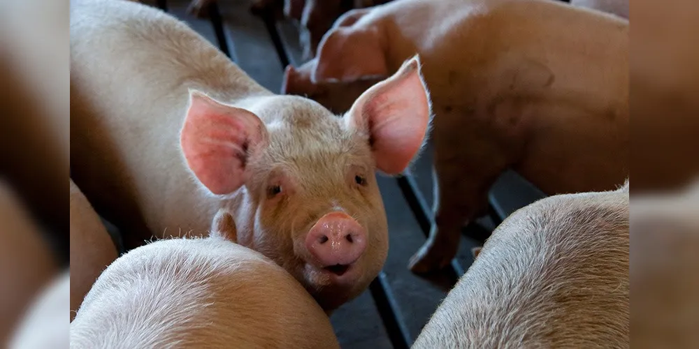 Capal projeta expansão na suinocultura e abre programa para novos cooperados