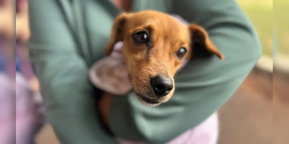 Programa oferece vacinação polivalente e antirrábica, avaliação veterinária, vermifugação, controle de pulgas e carrapatos.