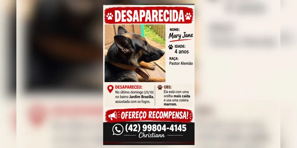 A cachorra se assustou com fogos de artifício, tem uma das orelhas mais caída e usa coleira marrom.