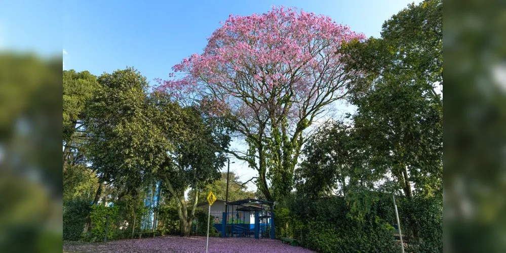 1º lugar da categoria com câmera