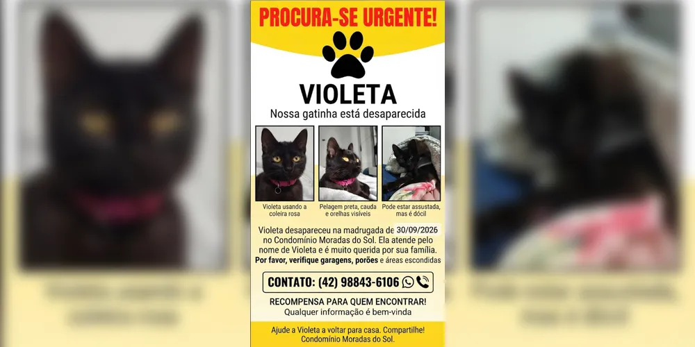 Imagem ilustrativa da imagem Gata desaparece em condomínio de Ponta Grossa e tutora pede ajuda