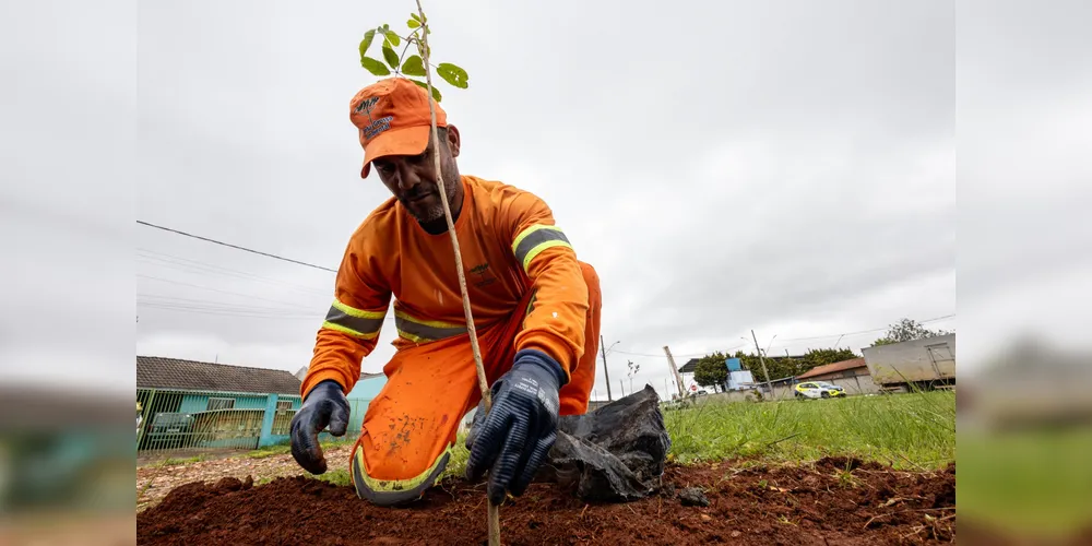 A escolha e a distribuição das mudas fazem parte do trabalho de ampliação da vegetação nos espaços públicos.