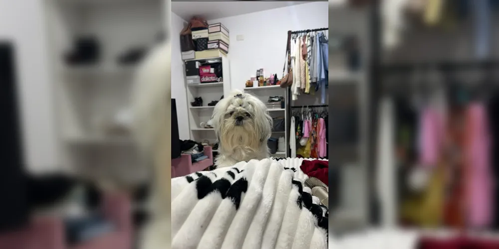 Imagem ilustrativa da imagem Família pede ajuda para encontrar cachorrinha desaparecida na região da Palmeirinha