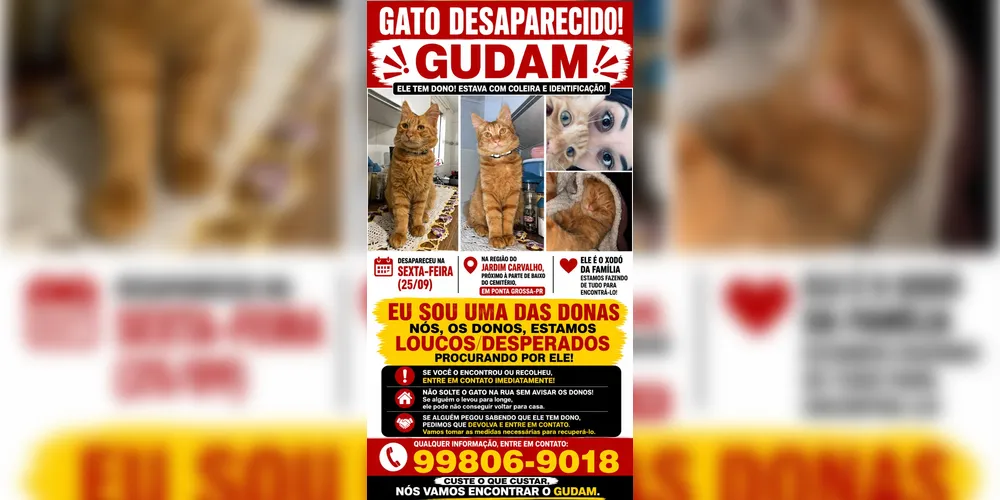 Imagem ilustrativa da imagem Gato desaparece no Jardim Carvalho e família pede ajuda para encontrá-lo