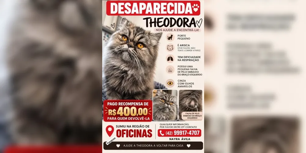 Imagem ilustrativa da imagem Gatinha Theodora está desaparecida há uma semana na região de Oficinas
