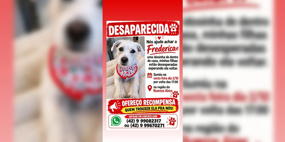Imagem ilustrativa da imagem Família procura cachorra Frederica, desaparecida em Ponta Grossa