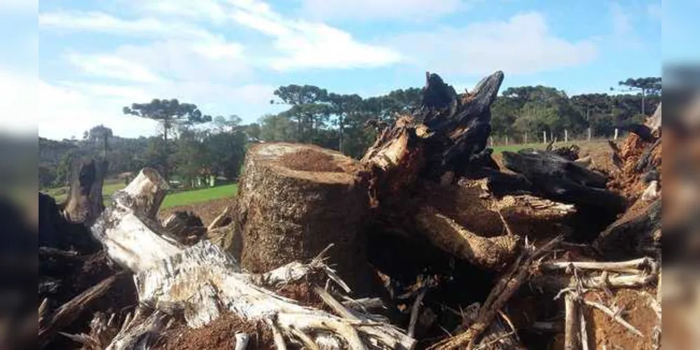 Quatro pinheiros foram cortados em Irati