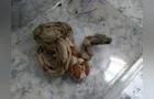 Ibama resgata cobras interceptadas pelos Correios