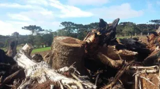 Quatro pinheiros foram cortados em Irati