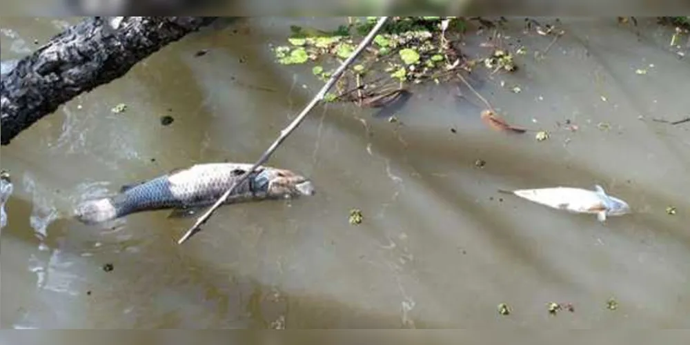 Animais foram encontrados mortos dentro de rio