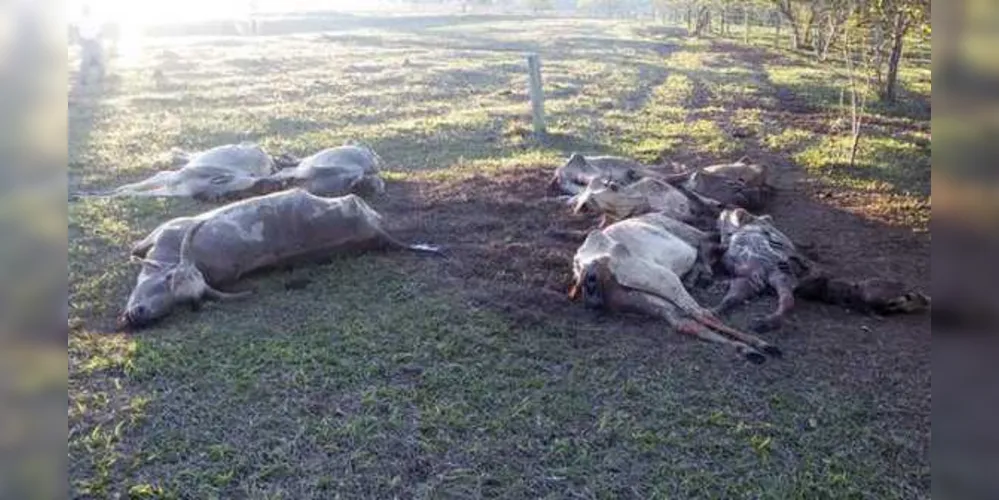 Imagem ilustrativa da imagem Falta de pasto aumenta número de bois mortos pela fome no PR