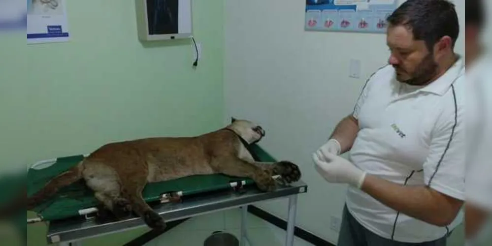 Animal foi resgatado e encaminhado para clínica