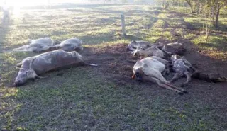 Imagem ilustrativa da imagem Falta de pasto aumenta número de bois mortos pela fome no PR