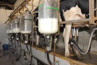 Castro aparece como maior produtora de leite do país