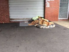 Imagem ilustrativa da imagem Morador de rua morre em Curitiba e cão não o abandona