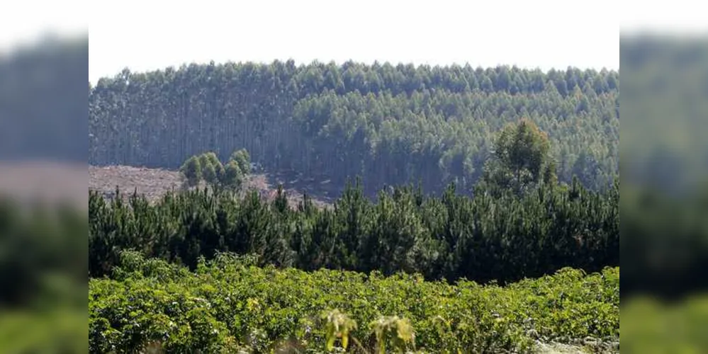 Imagem ilustrativa da imagem Região se destaca como o 2° maior polo madeireiro