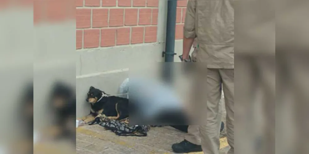 Imagem ilustrativa da imagem Cachorro fica ao lado de morador de ruas após sua morte
