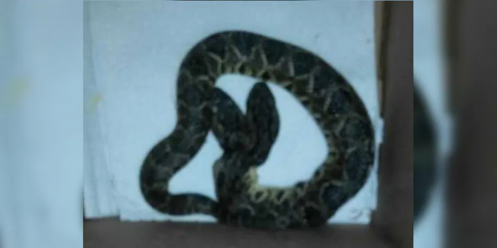 Imagem ilustrativa da imagem Cobra nasce com duas cabeças em 'zoo' de Cascavel