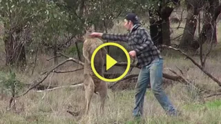 Imagem ilustrativa da imagem Australiano é criticado por brigar com canguru para salvar cão