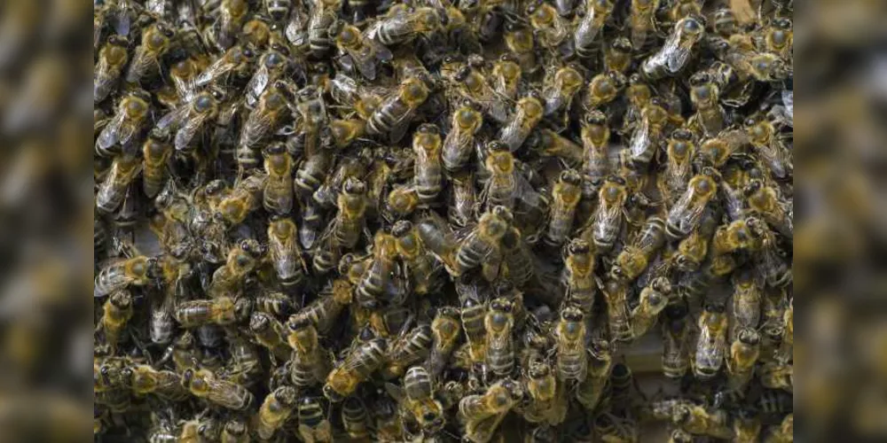 Imagem ilustrativa da imagem Homem morre após ataque de abelhas