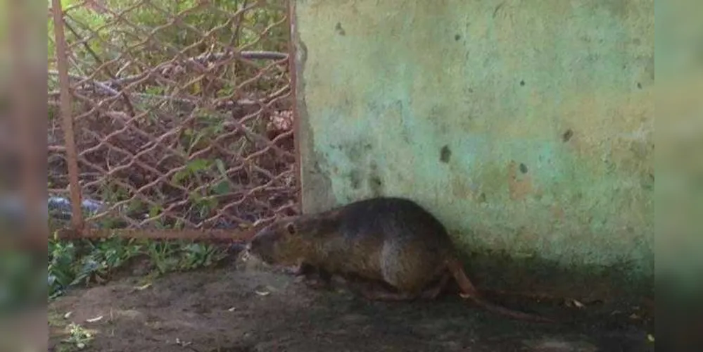 Imagem ilustrativa da imagem Rato 'gigante' é capturado por Bombeiros em Apucarana