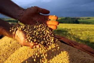 O Paraná deve voltar a ser o campeão de produtividade na soja e no milho na safra de 2017