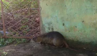 Imagem ilustrativa da imagem Rato 'gigante' é capturado por Bombeiros em Apucarana