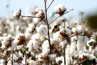 Imagem ilustrativa da imagem Produtores de algodão discutem projeto de cooperação