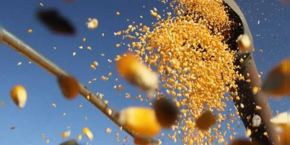 Pressão de baixa no mercado de milho /Foto: Portal do Agronegócio