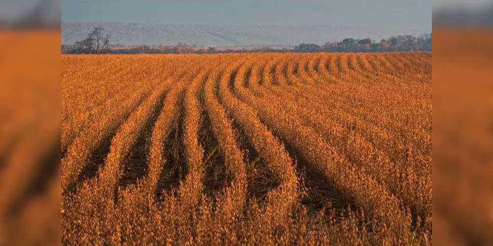 Agricultura prevê safra de 19 milhões de toneladas de soja /Foto: Visual Hunt/ Divulgação/Canal Rural