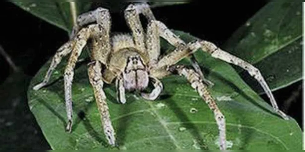 Imagem ilustrativa da imagem Veneno de aranha pode gerar remédio para disfunção erétil