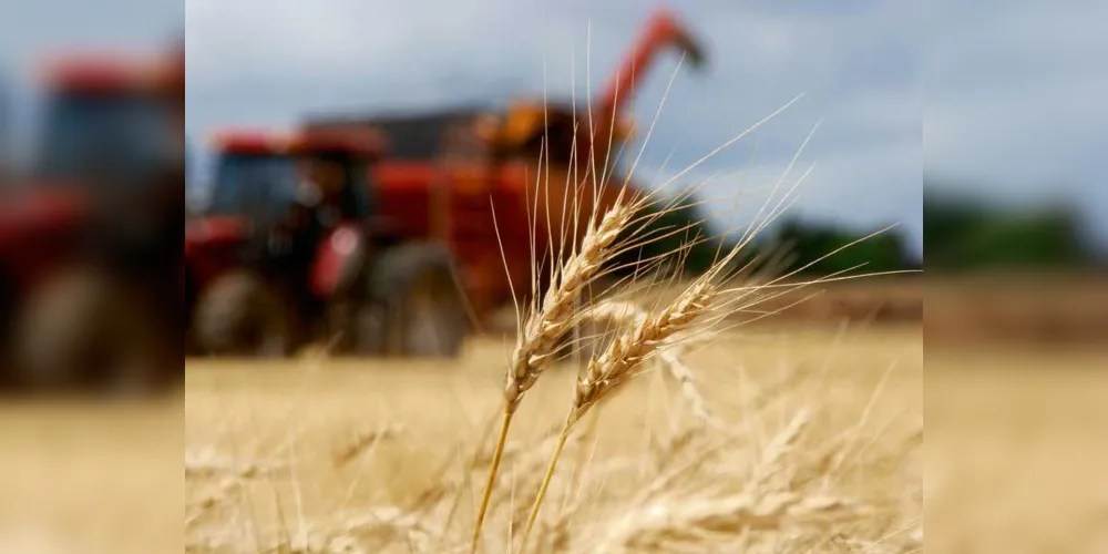 Imagem ilustrativa da imagem Conab negocia subvenção para escoamento de trigo do Paraná