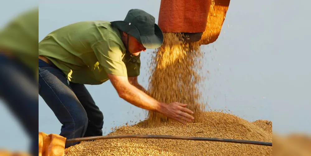 Imagem ilustrativa da imagem Reavaliação projeta safra de grãos ainda maior no Paraná