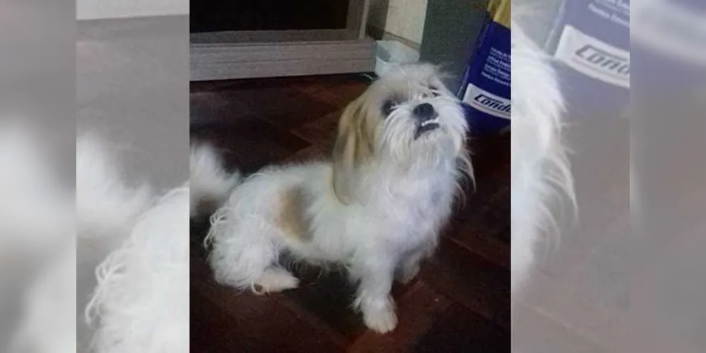 Imagem ilustrativa da imagem Dono procura cão desaparecido na Vila Cipa