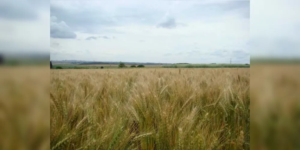 Imagem ilustrativa da imagem Embrapa apresenta cultivares de trigo para o Paraná